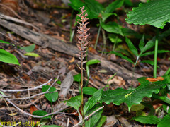 Goodyera rubicunda