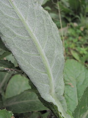 Cirsium svaneticum