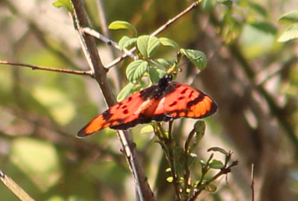 Acara Acraea