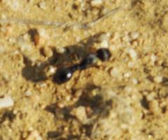 Tetramorium sericeiventre