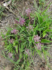Ledebouria revoluta