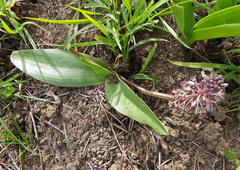 Ledebouria revoluta