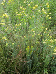 Penaea cneorum gigantea