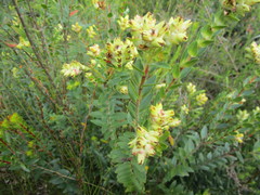 Penaea cneorum gigantea