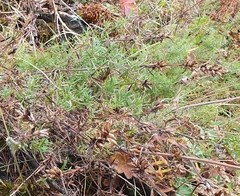 Dracocephalum ruyschiana
