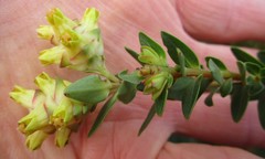 Penaea cneorum gigantea