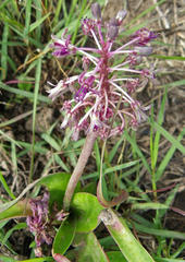 Ledebouria revoluta