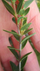 Penaea cneorum gigantea