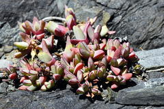 Cheiridopsis rostrata
