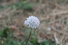 Armeria alliacea