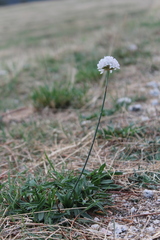 Armeria alliacea