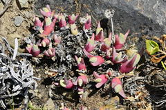 Cheiridopsis rostrata