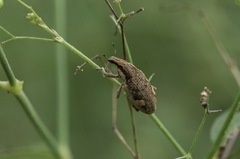 Cosmogaster lateralis