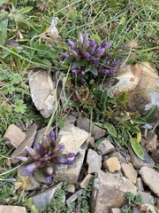 Gentianella campestris campestris