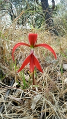 Sprekelia formosissima