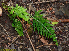 Asplenium ritoense