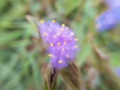 Cyanotis speciosa