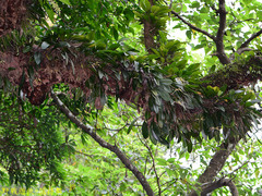 Bulbophyllum macraei