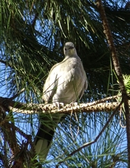 Streptopelia decaocto