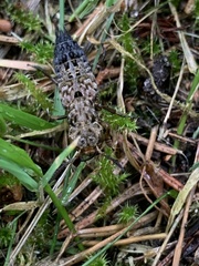 Ontholestes tessellatus