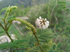 Acaciella