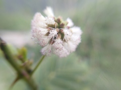 Acaciella
