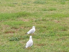Chroicocephalus ridibundus