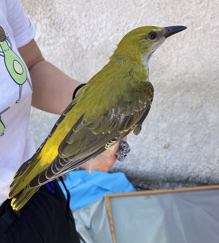 Eurasian Golden Oriole