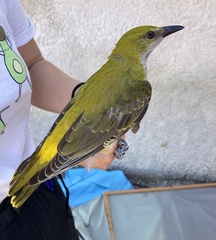 Eurasian Golden Oriole photo 6