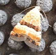 Pseudozarba bipartita