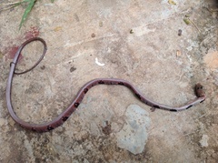 Toxicodryas blandingii