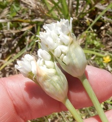 Allium fraseri