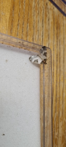Blue-bordered Carpet, De Marne, Groningen, Netherlands, photo 9 of 10