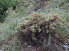 Astragalus denudatus