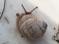 Helix figulina