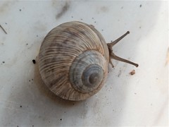 Helix figulina