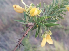 Pictetia marginata