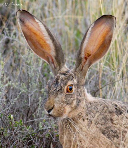 Cape Hare