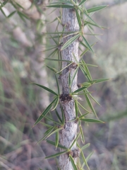 Pictetia marginata