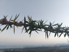 Pictetia marginata