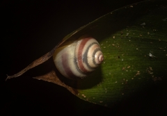 Posorites conscendens