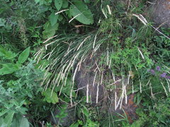Melica transsilvanica