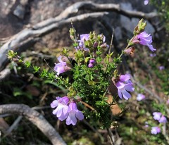 Prostanthera eurybioides