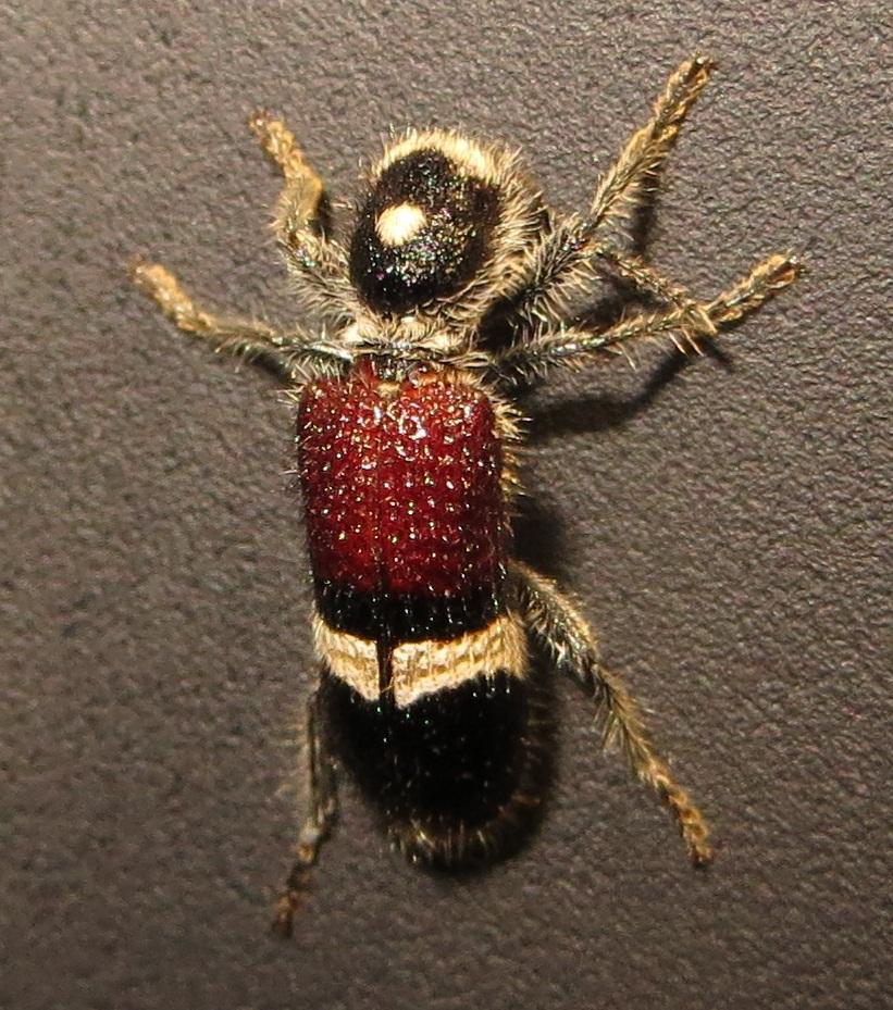 Diplocladus oculicollis
