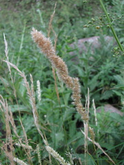 Melica transsilvanica