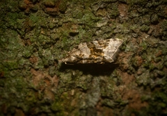 Aeolostoma scutiferana