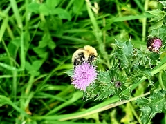 Bombus pascuorum