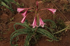 Crinum bulbispermum