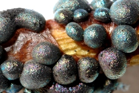 Diacheopsis