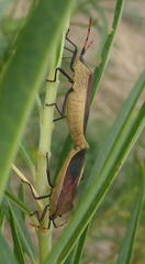 Coreidae
